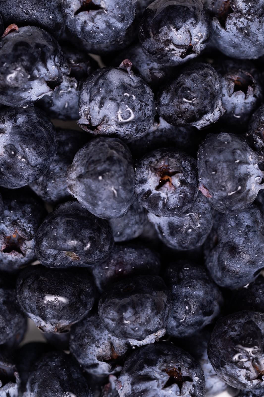 A close-up of fresh blueberries, dusky blue with a silver bloom and beads of water
