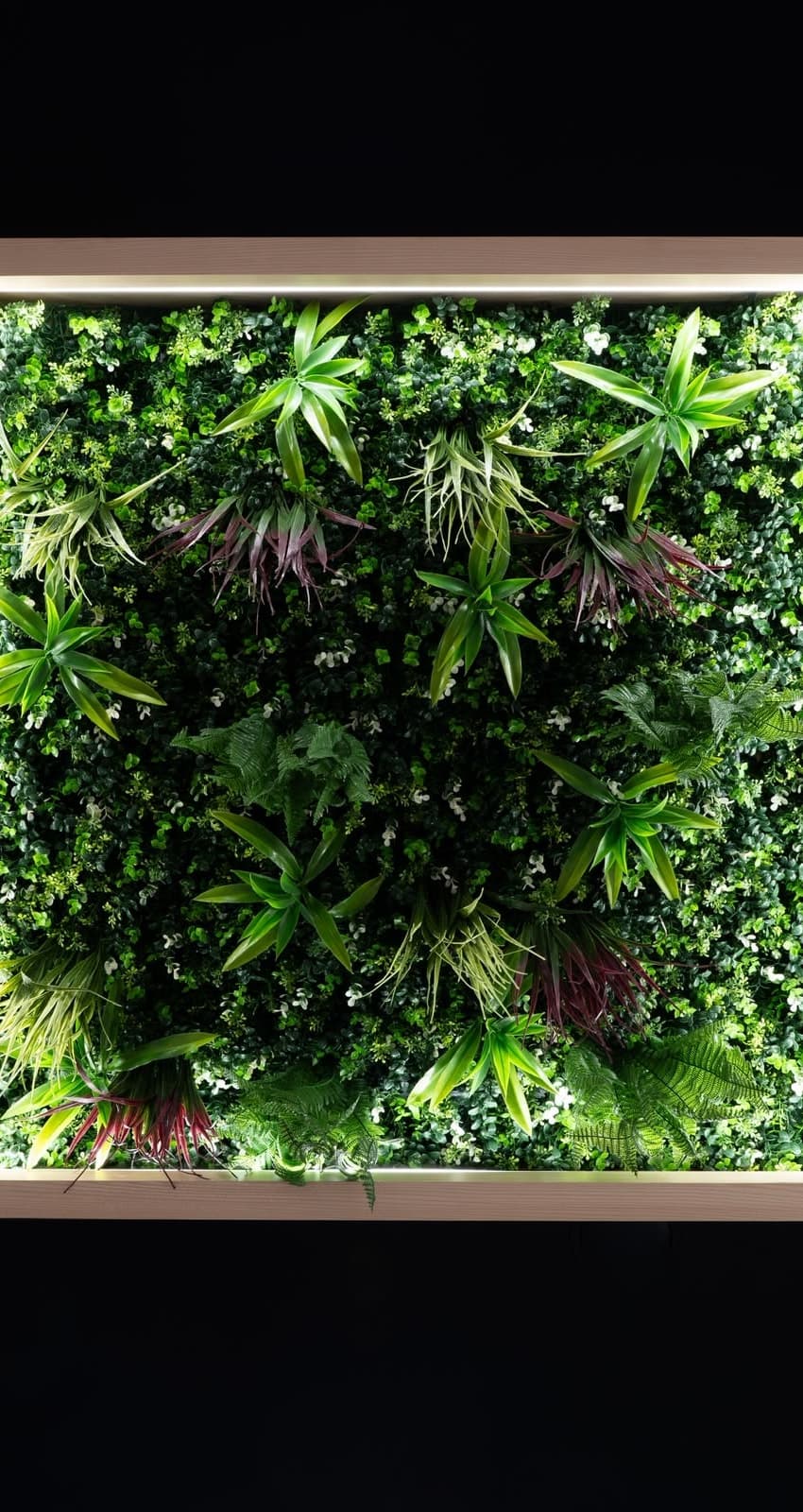 A lit living-wall panel of dense green foliage in a pale timber frame against a dark wall