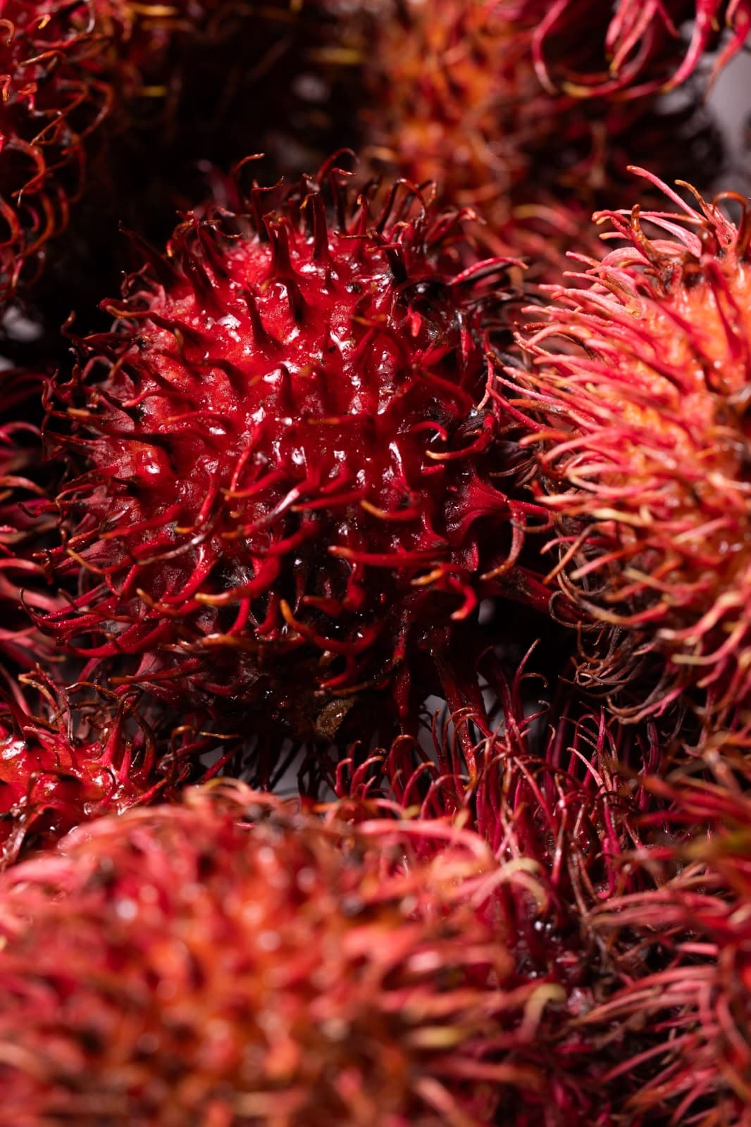A close-up of fresh rambutans, their red skins covered in soft curling spines